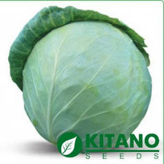 Насіння капусти Акіра F1 1000 сем — рання 48-52 дн, стійке до розтріскування (УЦЕНКА)