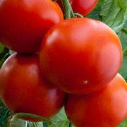 Насіння томату детермінантного проф