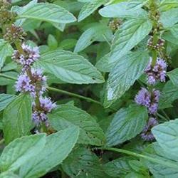 Саджанці м'яти ментоловою (Mentha) ЗКС горщик 0,5-1л.