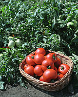 Насіння томата Полбіг F1/Polbig F1 1000 сем. Bejo  zaden