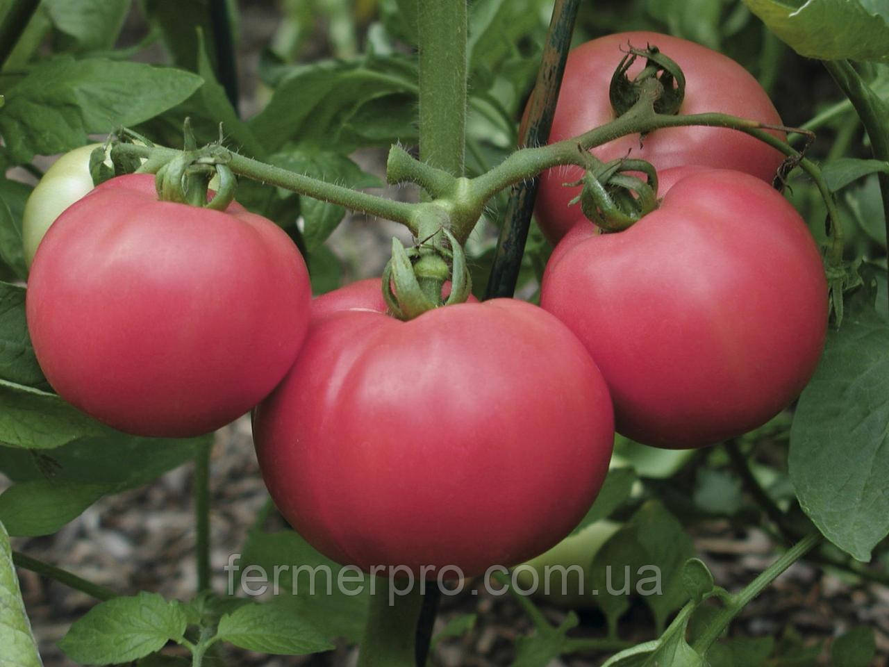 Насіння томата Торбей F1/Torbay F1 1000 насіння Bejo zaden, фото 1