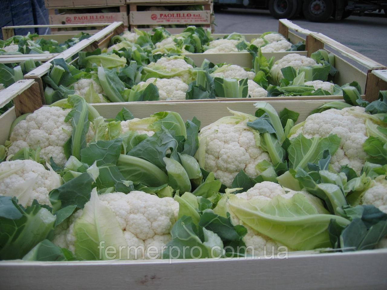 Насіння капусти цвітної Фарго F1/Fargo F1 2500 насіння Bejo, фото 1