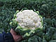Насіння капусти цвітної Фарго F1/Fargo F1 2500 насіння Bejo, фото 2