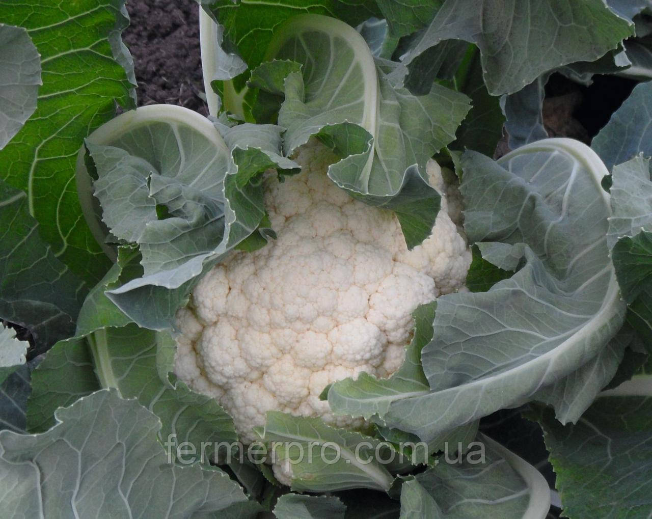 Насіння капусти цвітної Гудмен/Goodman 2500 насіння Bejo, фото 1