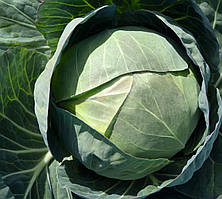 Насіння капусти Церокс F1/Cerox F1 2500 насіння Bejo zaden