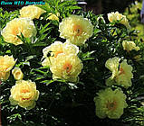 Півонія Itoh Bartzella — найкращий жовтий у світі 3/5 нирок, фото 4