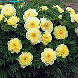Півонія Itoh Bartzella — найкращий жовтий у світі 3/5 нирок, фото 6