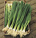 Насіння лука Параде/Parade 10000 насіння Bejo zaden, фото 2