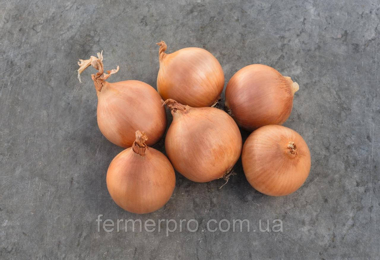 Насіння цибулі Дайтона F1/ Daytona F1 10000 насіння Bejo Zaden, фото 1