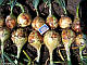 Насіння цибулі салатного Ексібішен/Exhibition 10.000 насіння Bejo zaden, фото 3