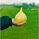 Насіння цибулі салатного Ексібішен/Exhibition 10.000 насіння Bejo zaden, фото 4