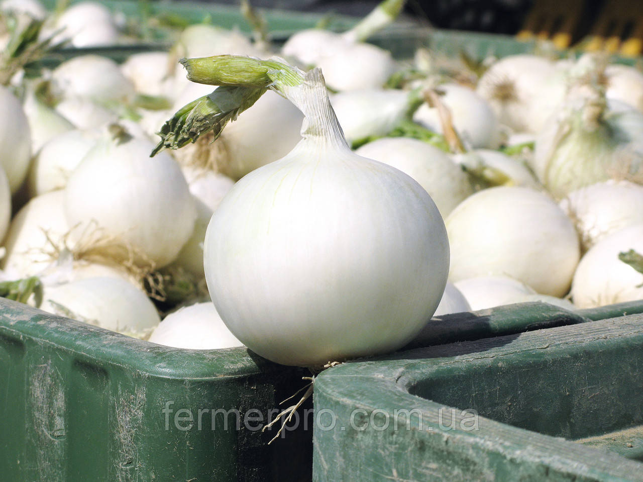 Насіння лука Вайт Винг F1/White Wing F1, precision seeds, 250.000 насіння Bejo