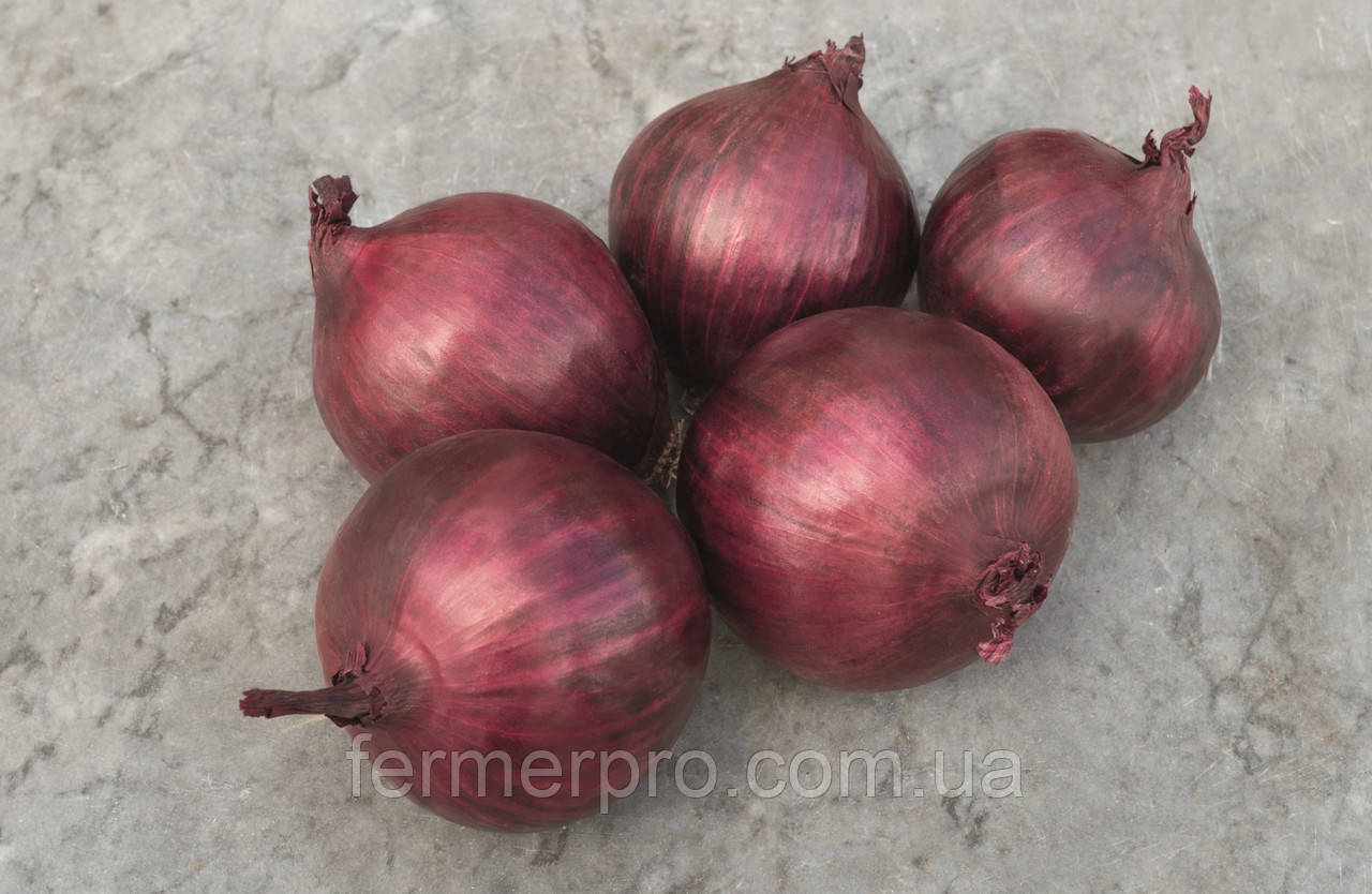 Насіння цибулі Ред Рум F1/Red Rum F1 10000 насіння Bejo Zaden, фото 1