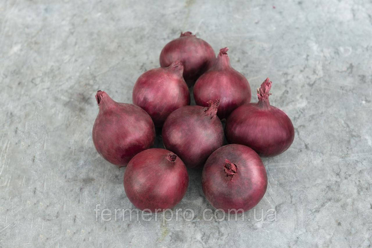 Насіння червоної цибулі Ред Барон/Red Baron 10000 насіння Bejo Zaden, фото 1