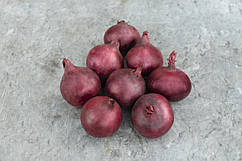 Насіння червоної цибулі Ред Барон/Red Baron 10000 насіння Bejo Zaden