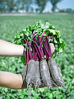 Насіння буряка Таунус F1/ Taunus F1 10000 насіння Bejo Zaden