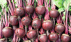 Насіння буряка Боро F1/ Boro F1 50000 насіння Bejo  