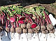 Насіння буряка Ронда F1/Rhonda F1 10000 насіння Bejo Zaden, фото 4