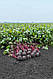 Насіння буряків Манзу F1/Manzu F1 50000 насіння Bejo zaden, фото 2