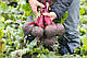 Насіння буряків Манзу F1/Manzu F1 50000 насіння Bejo zaden, фото 3