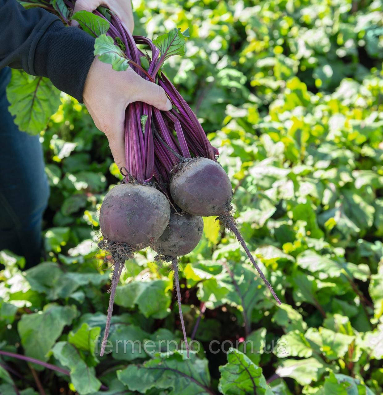 Насіння буряка Бохан F1/Bohan F1 10000 насіння Bejo zaden, фото 1