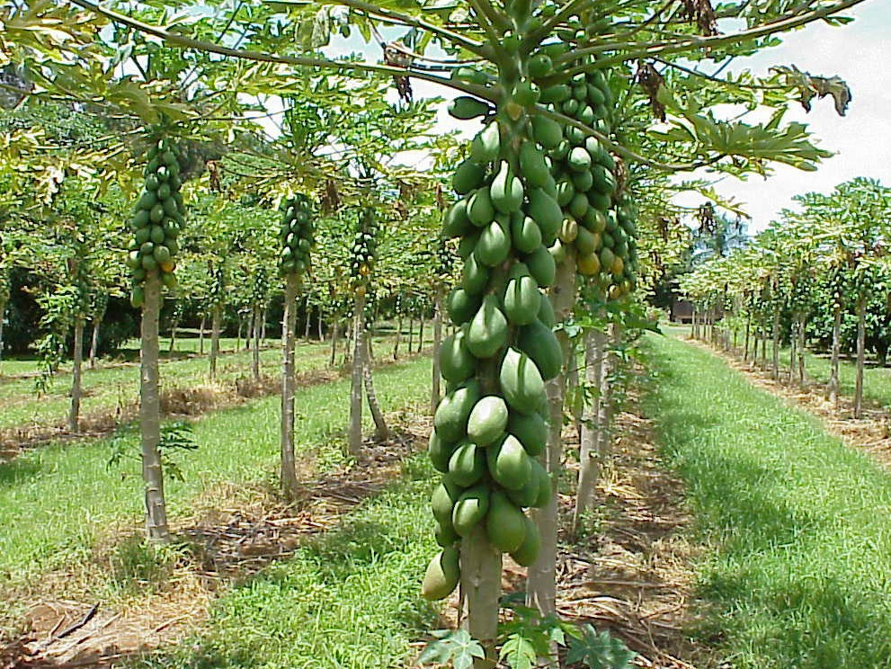 Купить GNC Papaya Enzyme 240 chewable tabs в Киеве и Украине