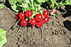Насіння редису Роксан F1/Roxanne F1 (2.5-2.75) 10000 насіння Bejo Zaden, фото 2