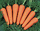Насіння моркви Канада F1 (1.6-1.8мм) 25000 насіння Bejo Zaden, фото 2