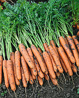 Семена моркови Наполи F1 (1.8-2.0мм) 25000 семян Bejo Zaden