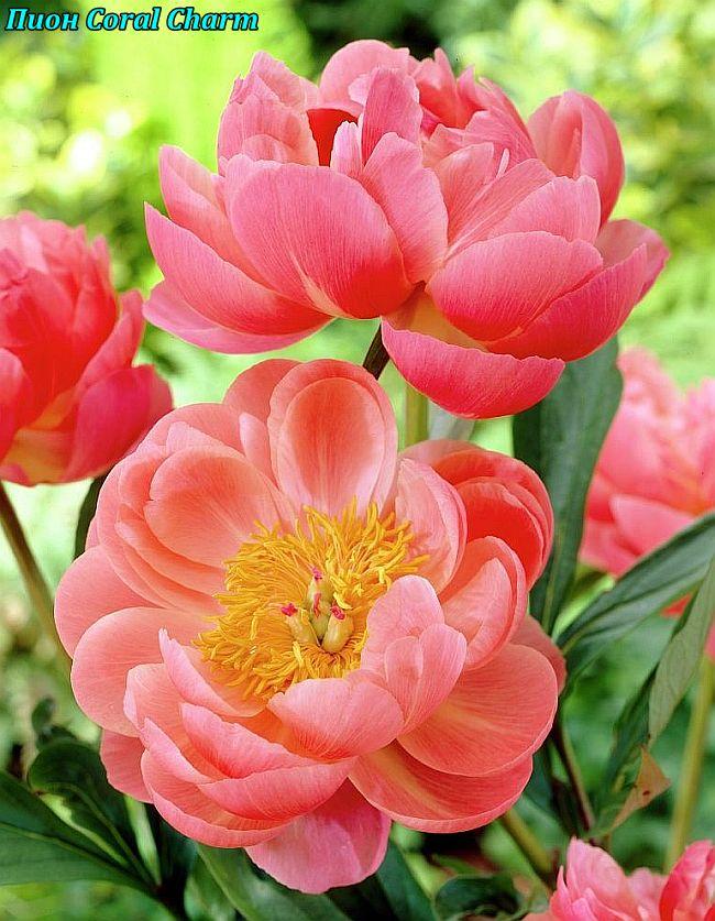 Півонія махрова Coral Charm ("Корал Шарм") корінь, фото 1