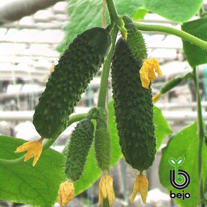 Артист F1 насіння огірка, 250 насіння — ультрарандарський (40-45 днів), партенокарпік Bejo