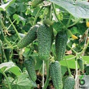 Насіння огірка Анзор F1 (Бейо/Bejo), 250 насіння — гібрид (40-45 днів), партенокарпік