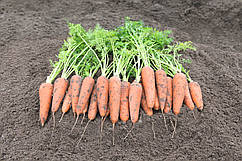 Насіння моркви Кантербюрі F1/Canterbury F1 (1.6- 1.8 mm) 1.000.000 насіння Bejo Zaden