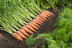 Семена моркови Каскад F1 \ Cascade F1 (1.4 – 1.6 ) 1.000.000 семян Bejo Zaden