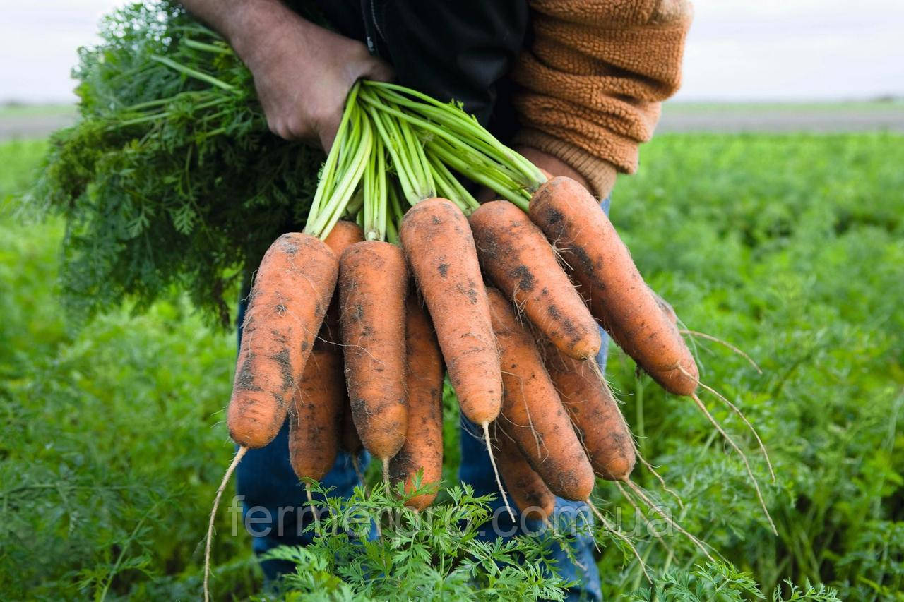 Насіння моркви Кардиф F1 (1.6-1.8 мм) 1.000.000 насіння Bejo zaden