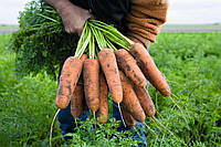 Семена моркови Кардиф F1 (1.6-1.8 мм) 1.000.000 семян Bejo zaden