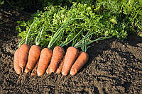 Семена моркови Купар F1 \ Cupar F1 (1.6-1.8 mm) 1.000.000 семян Bejo Zaden
