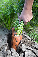 Семена моркови Ньюхол F1 \ Newhall F1 (1.6-1.8 ) 1.000.000 семян Bejo Zaden