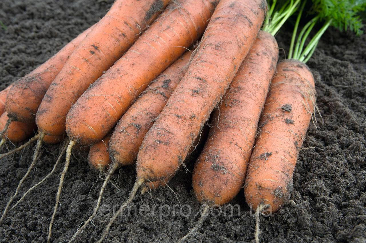 Насіння моркви Номінатор F1/ Nominator F1 (1.6-1.8mm), 1 000 000 насіння, Bejo Zaden