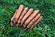 Насіння моркви Номінатор F1/ Nominator F1 (1.6-1.8mm), 1 000 000 насіння, Bejo Zaden, фото 2