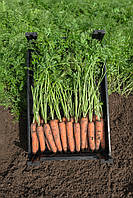 Семена моркови Нарбонне F1 \ Narbonne F1 (1.6-1.8), 1 000 000 семян, Bejo Zaden