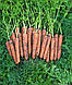 Насіння моркви Норвалк F1/Norwalk F1 (1.6-1.8mm) 1.000.000 насіння Bejo Zaden, фото 2