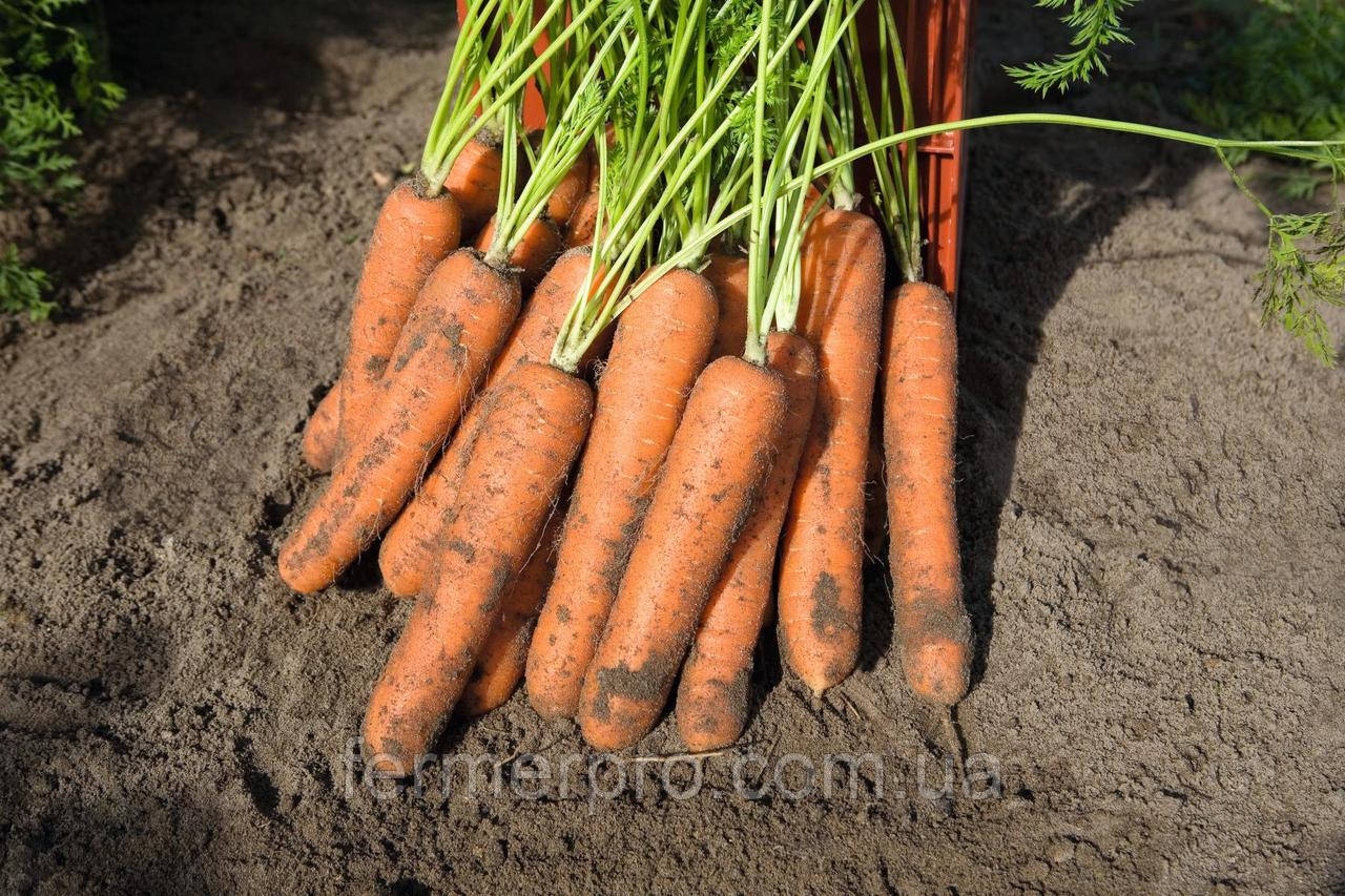 Насіння моркви Норвалк F1/Norwalk F1 (1.6-1.8mm) 1.000.000 насіння Bejo Zaden