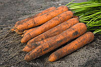 Семена моркови Ниланд F1 \ Niland F1 (1.6-1.8mm) 1.000.000 семян Bejo Zaden