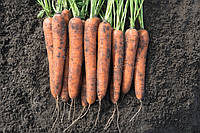 Семена моркови Норвей F1 \ Norway F1 (1.6-1.8mm), 1 000 000 семян, Bejo Zaden
