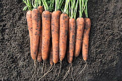 Семена моркови Норвей F1 \ Norway F1 (1.6-1.8mm), 1 000 000 семян, Bejo Zaden
