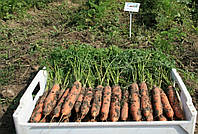 Семена моркови Бермуда F1 \ Bermuda F1 (1.6-1.8mm), 1 000 000 семян, Bejo Zaden