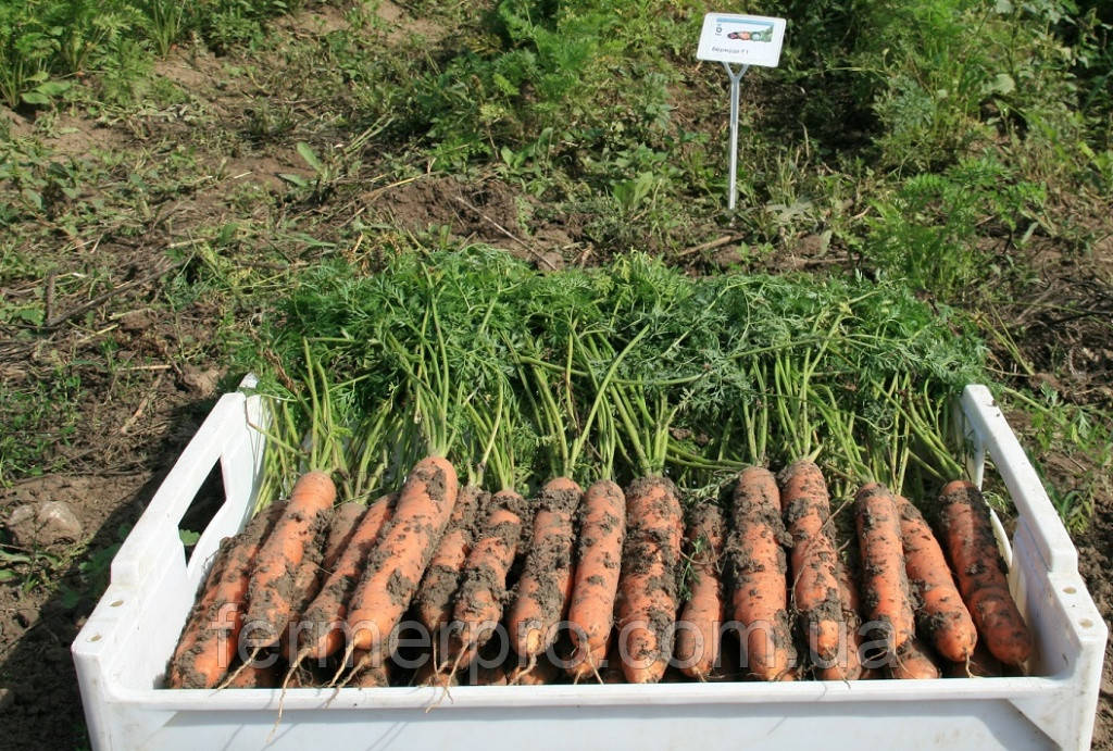 Семена моркови Бермуда F1 \ Bermuda F1 (1.6-1.8mm), 1 000 000 семян, Bejo Zaden - фото 1 - id-p629928697