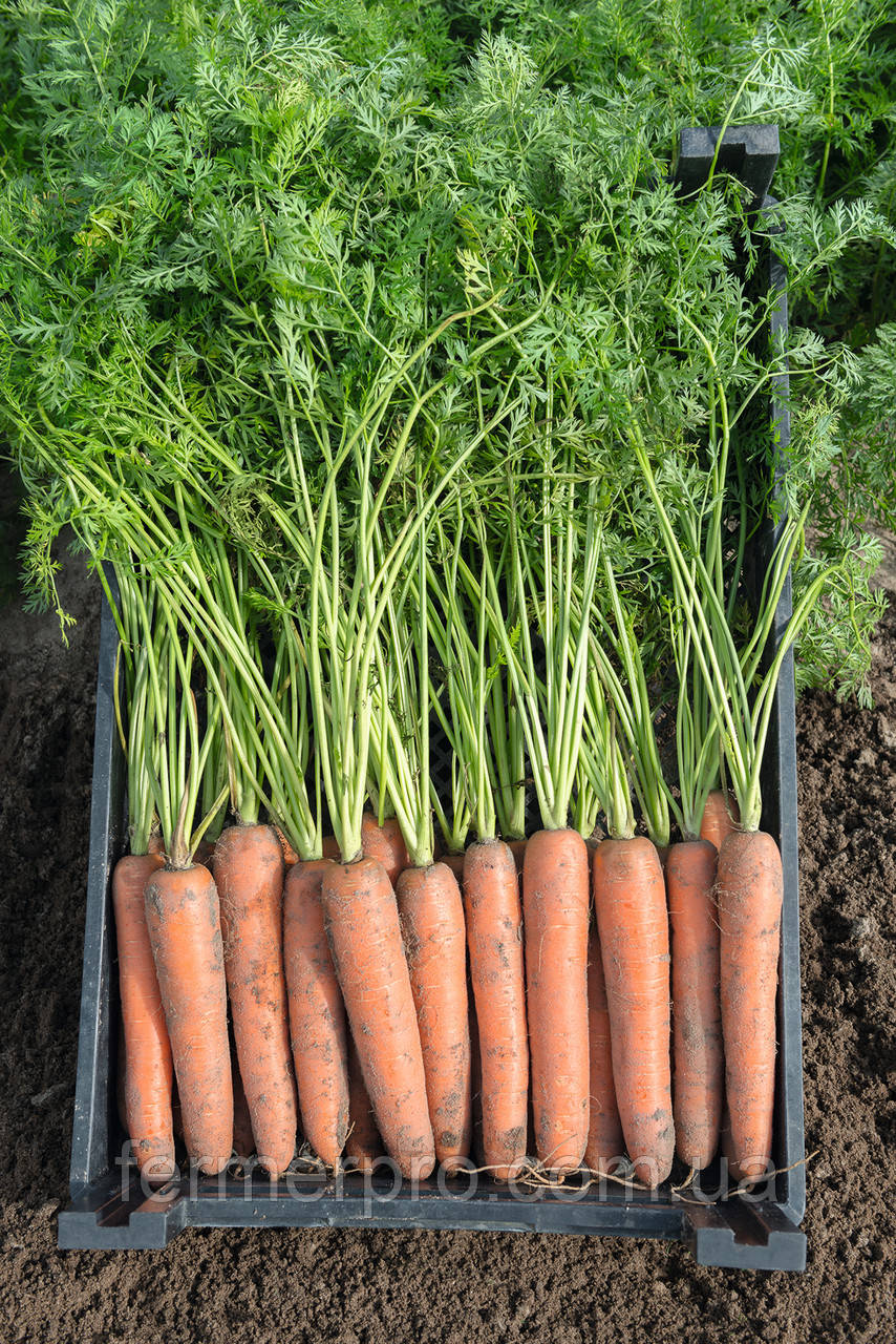 Семена моркови Бермуда F1 \ Bermuda F1 (1.6-1.8mm), 1 000 000 семян, Bejo Zaden - фото 2 - id-p629928697
