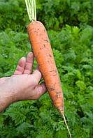Семена моркови Балтимор F1 \ Baltimore F1 (1.6-1.8mm), 1 000 000 семян, Bejo Zaden